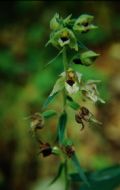 Epipactis helleborine